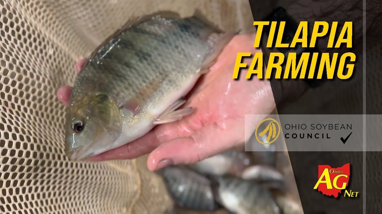 Tilapia farming at Freedom Fish Farms