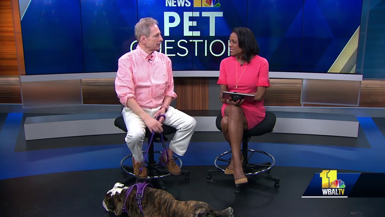 Pet Questions: Treating ear infections in dogs