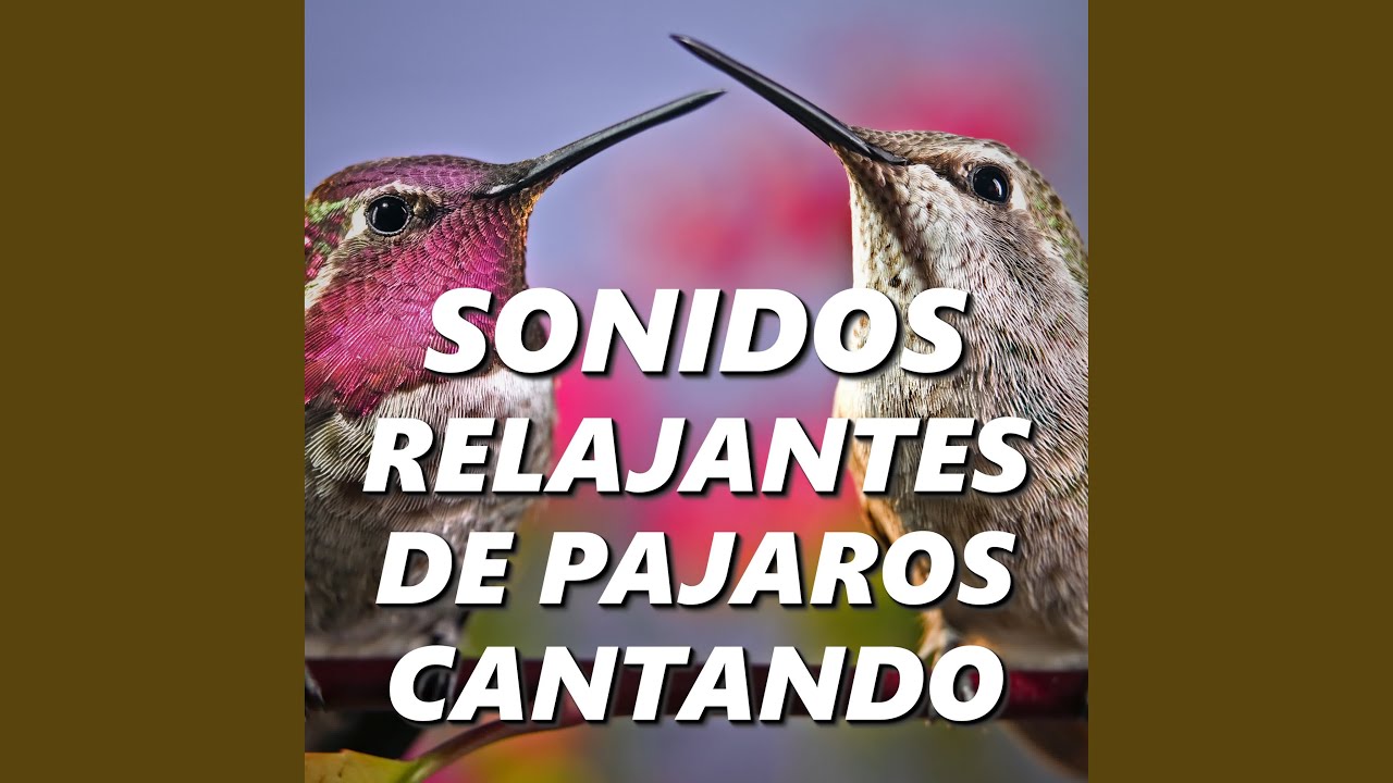 Naturaleza y Sonidos de Pajaros