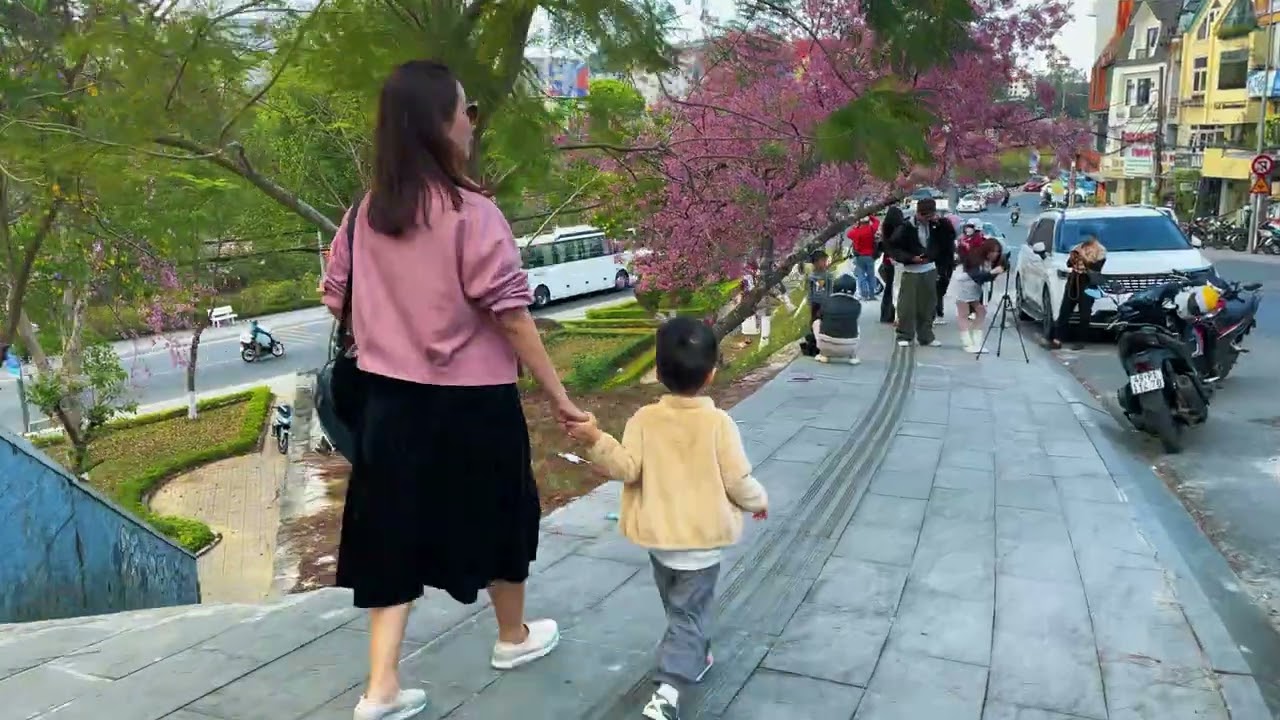 Đà Lạt ngắm mai anh đào