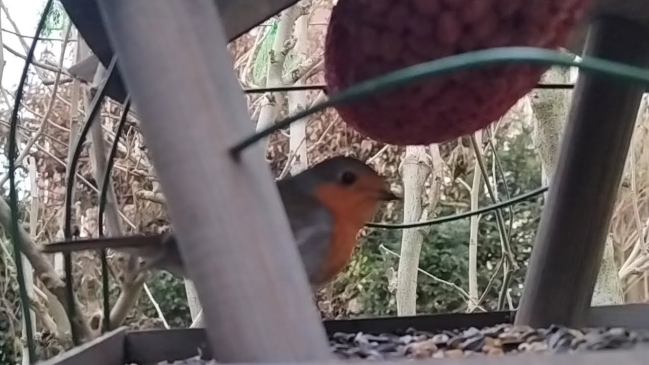 1 hours feeding birds.