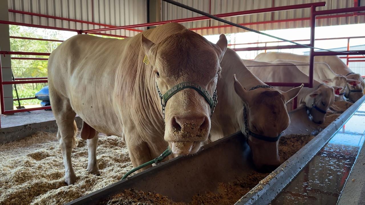 Raça Purunã encanta público no pavilhão pecuário do Show Rural