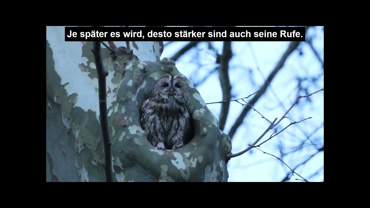 Waldkauz