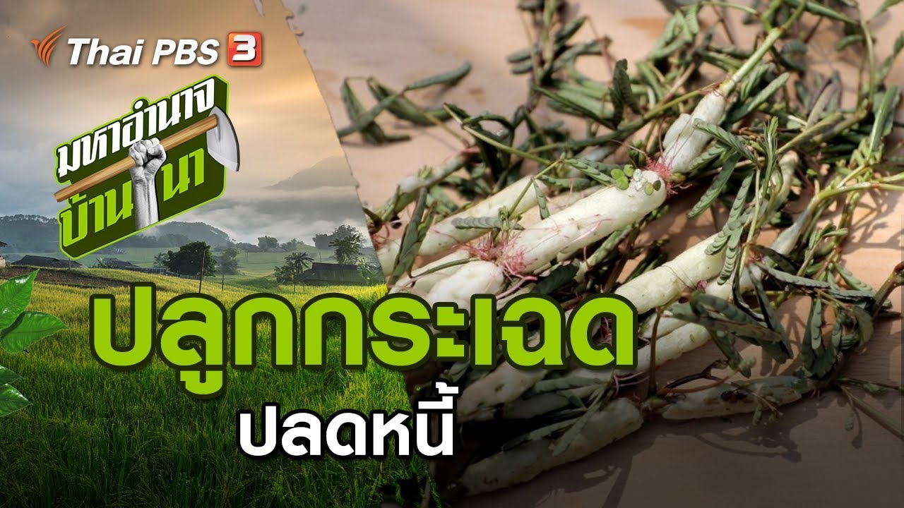 ปลูกกระเฉดปลดหนี้ : มหาอำนาจบ้านนา (22 มี.ค. 63)