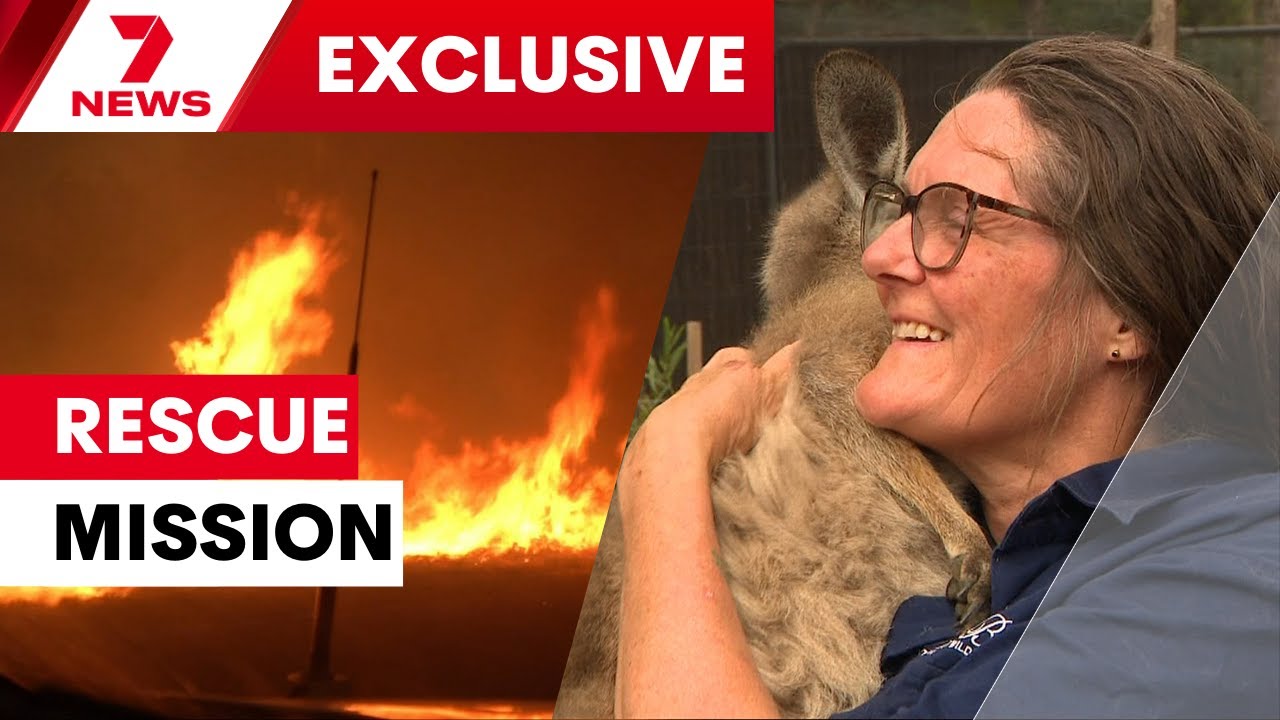 Animal shelters across Victoria overwhelmed with injured wildlife following bushfires | 7NEWS