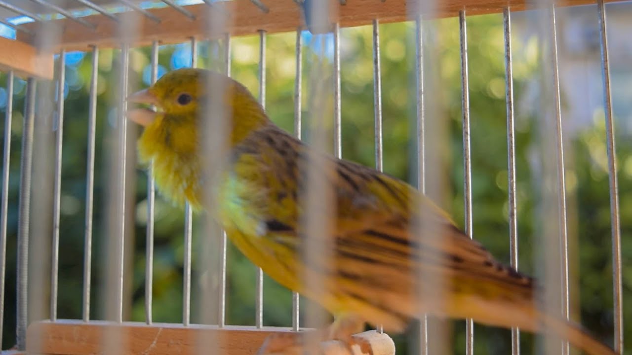 Timbrado Español Original - Canary Training Song