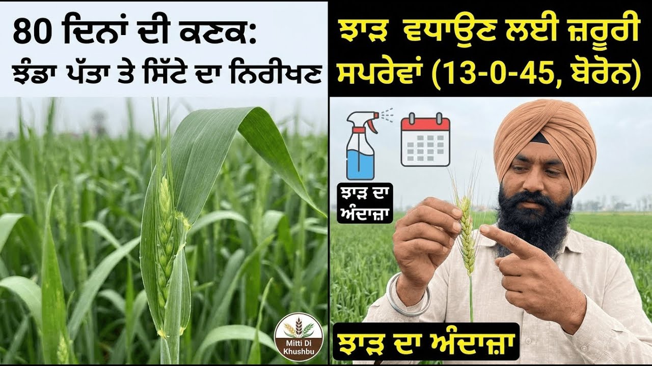 ਹੁਣ ਤੈਅ ਹੋਵੇਗਾ ਤੁਹਾਡੀ ਕਣਕ ਦਾ ਝਾੜ! ਝੰਡਾ ਪੱਤਾ ਅਤੇ ਸਿੱਟੇ ਦੀ ਅਵਸਥਾ ਬਾਰੇ ਪੂਰੀ ਜਾਣਕਾਰੀ