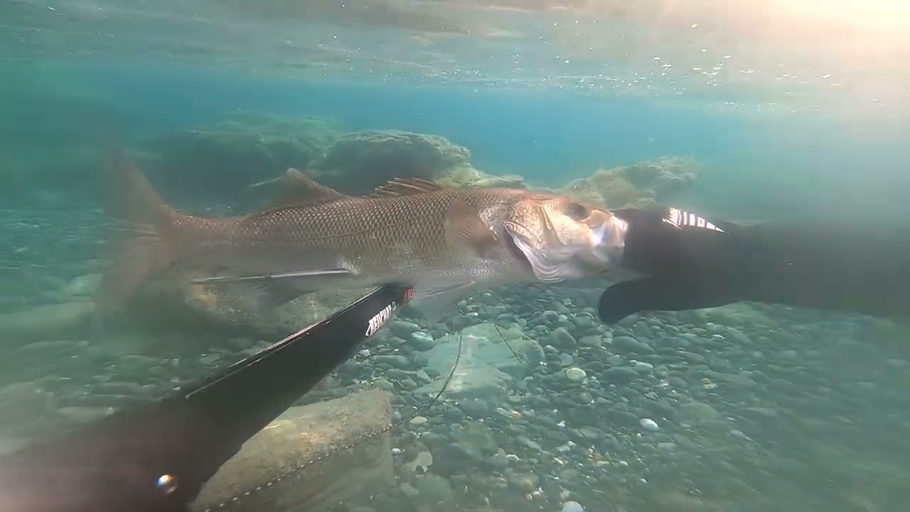 Chasse sous-marine du 06 Juin 2025
