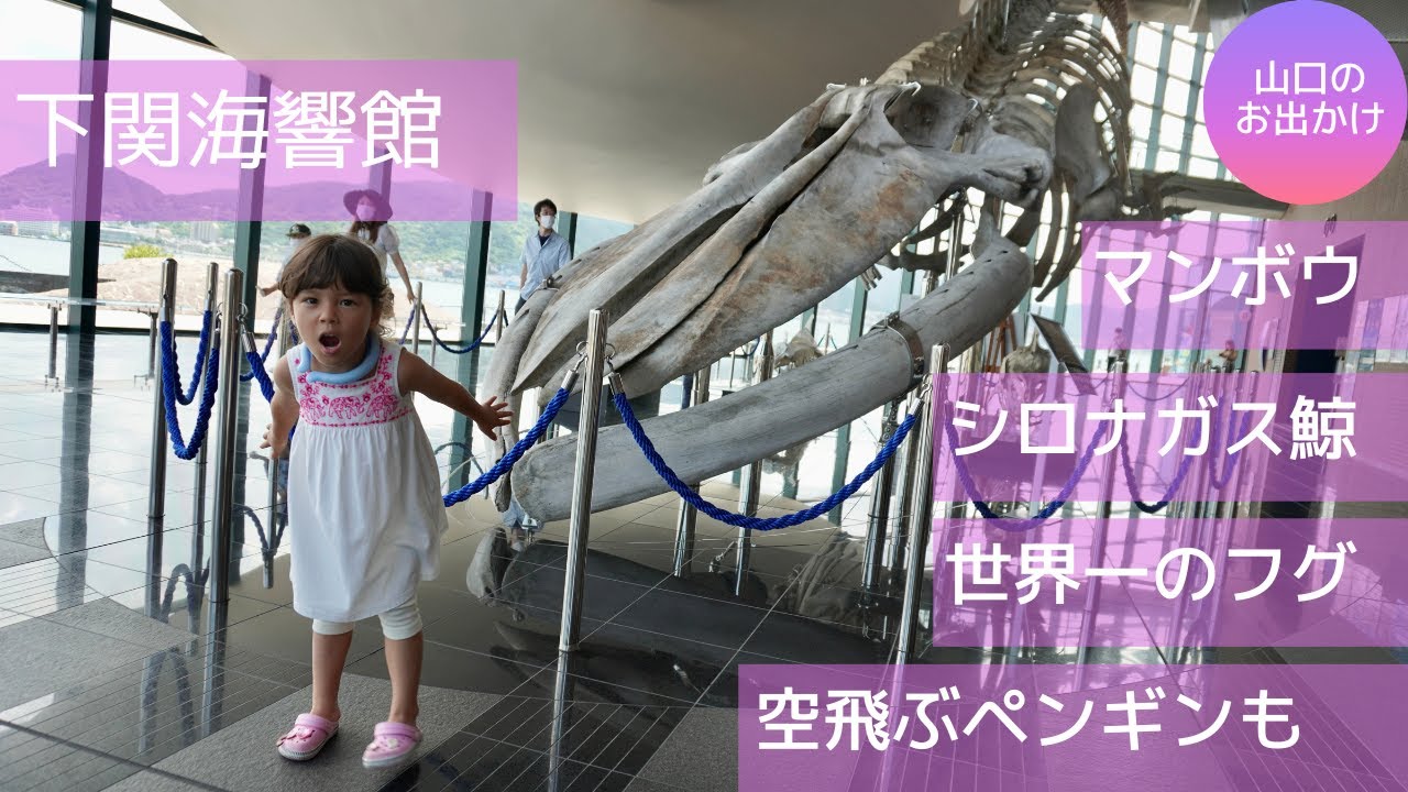 日本で唯一シロナガスクジラが！！！マンボウ、世界一のフグ、空飛ぶペンギンもいるよ下関海響館♪巌流島にも行くよ♪