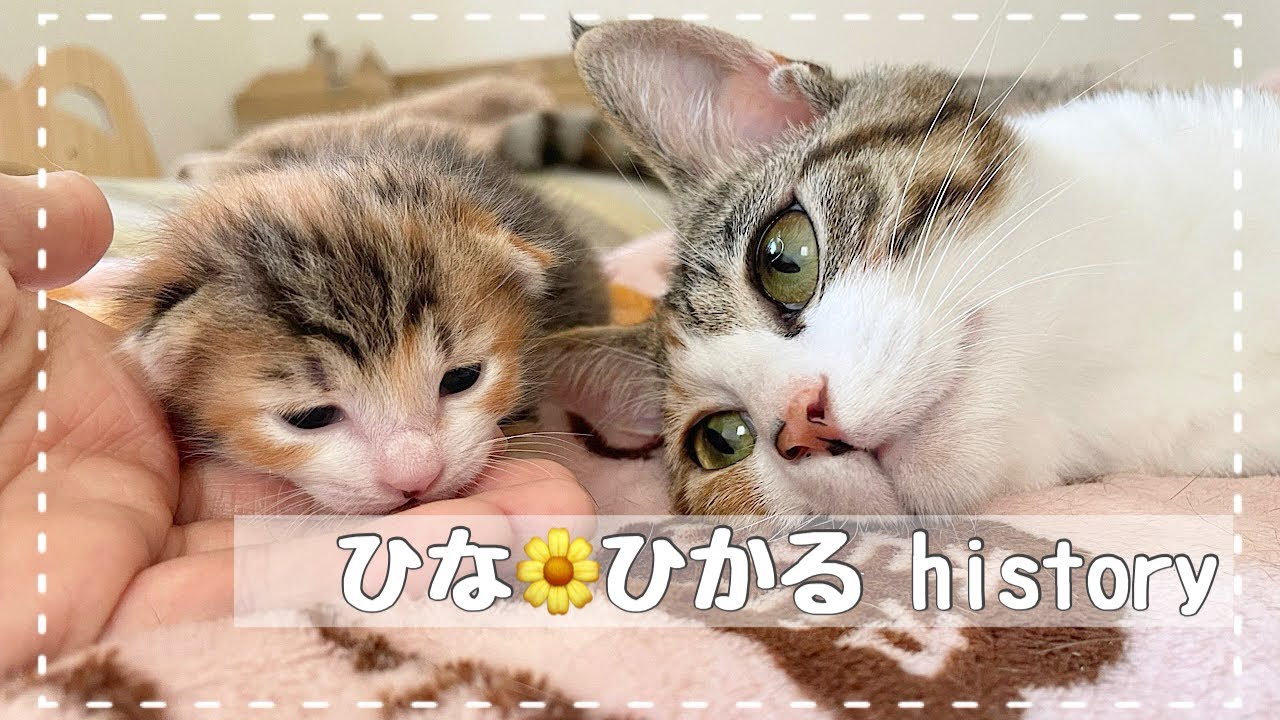 ひな＊ひかるhistory
