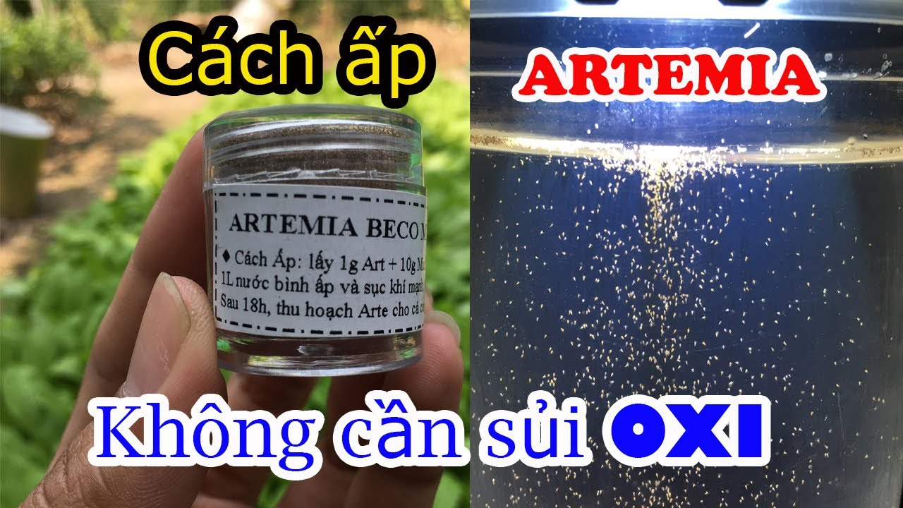 Cách Ấp ARTEMIA Không Cần Sủi Oxi - Thức Ăn Cho Cá Betta Bột┃Đồng Quê Channel