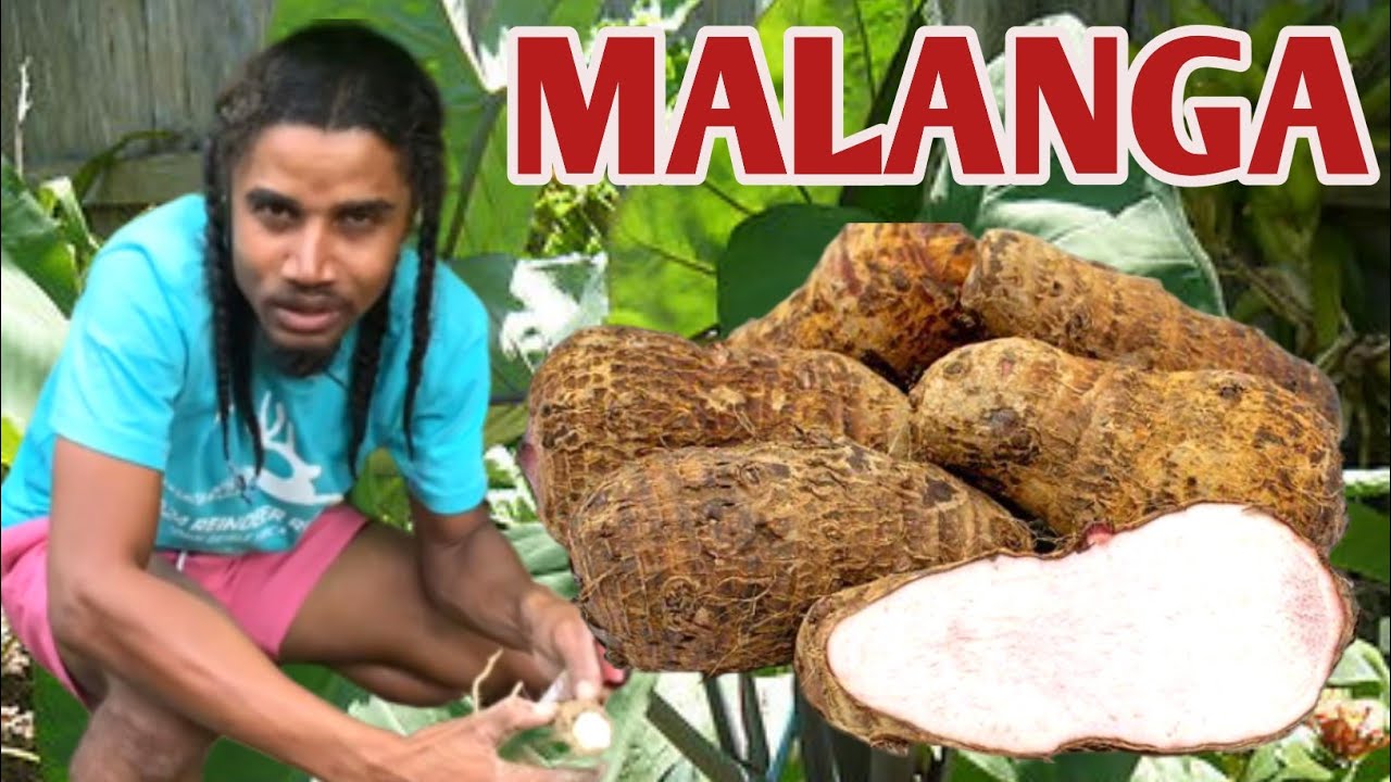 Youn nan pi bon manje ki soti nan tè a