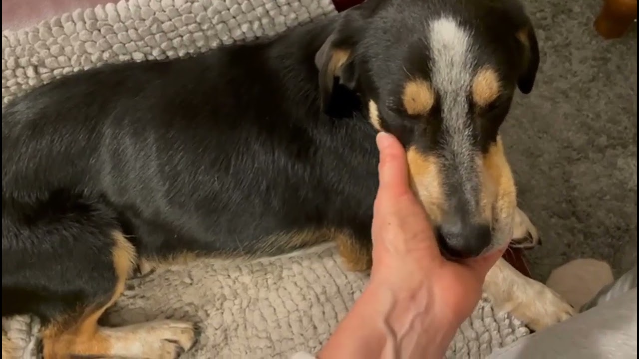 Zuhause gesucht ! Loreen ist auf ihrer Pflegestelle angekommen und fühlt sich sichtlich wohl.