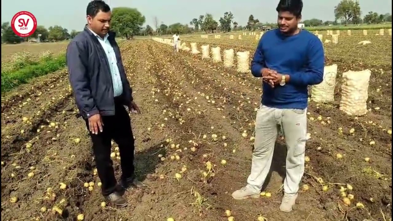 Winner Potato | 107 Days Harvest | Shajapur, MP / विनर आलू | 107 दिन खुदाई | शाजापुर, मध्य प्रदेश