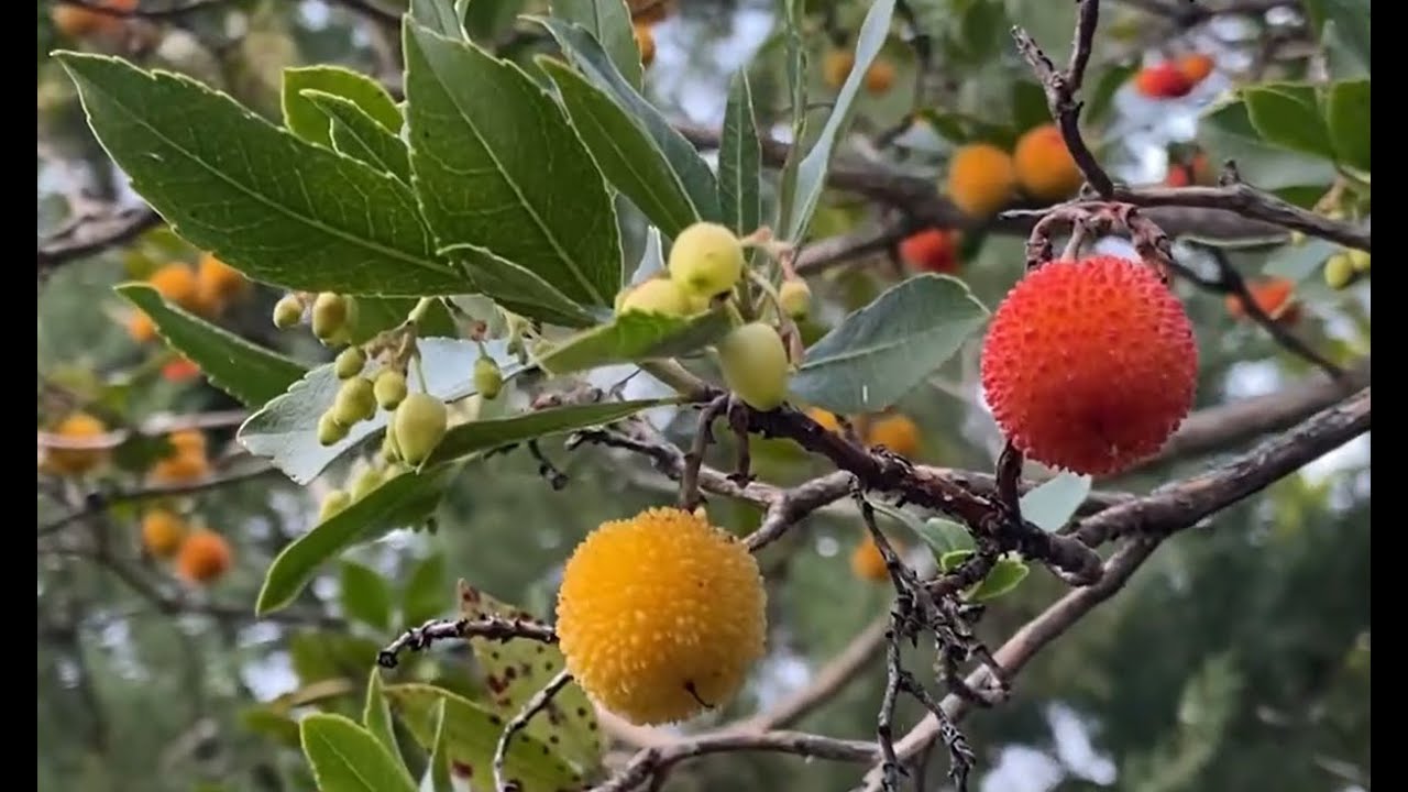 MADROÑO... ¡FLORES Y FRUTOS A LA VEZ!