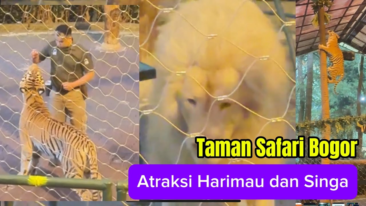 Atraksi Harimau Saepul Jamil dan Singa Lionel Messi  di Taman Safari #atraksi #tamansafari #harimau