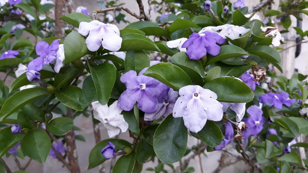 Manacá-de-cheiro (Brunfelsia uniflora)