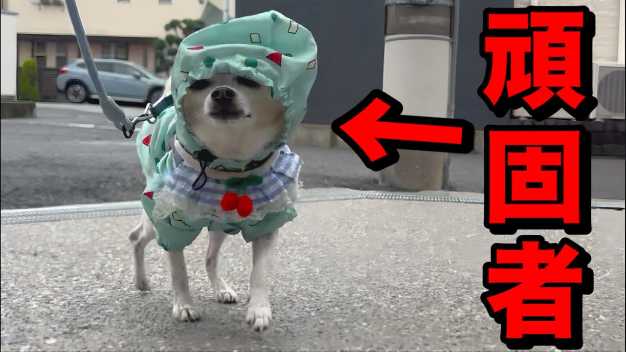 雨の日も容赦なく散歩に連れてけと訴えてくる出たがりチワワ