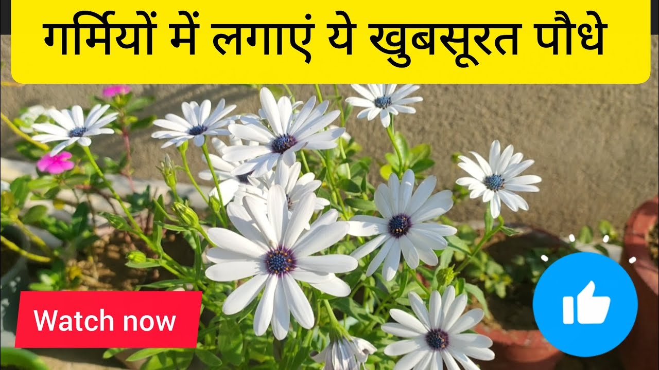 गर्मियों में लगाए ये खूबसूरत पौधे जिससे आपका गार्डन बनेगा सुंदर 