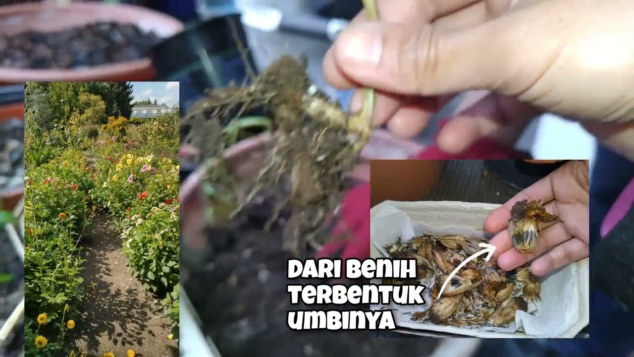 Menanam Benih Bunga Dahlia Hasil Ambil dari Kebun Raya 🤭