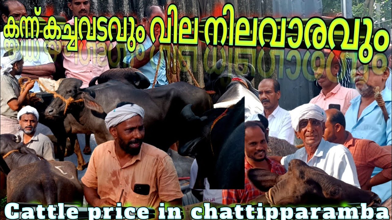 ചന്തയിലെ കച്ചവടകാഴ്ചകളും വില നിലവാരവും 💸💸 Chattiparamba chantha #chattiparamba#chantha#buffalo#bull