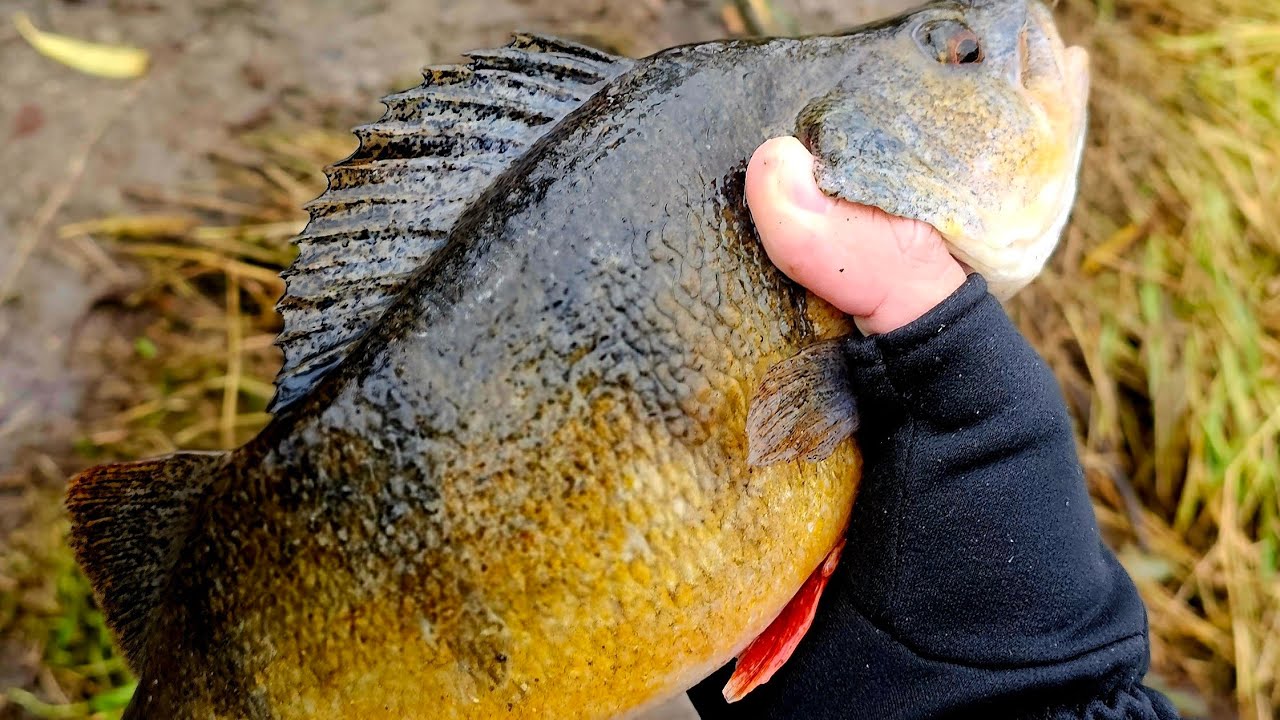 E&scaron;eriukų geras kibimas