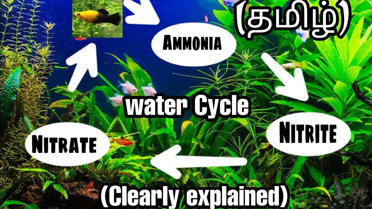 How to cycle your aquarium water / what is nitrogencycle / tamil / ammonia cycle// Iam a hobbist