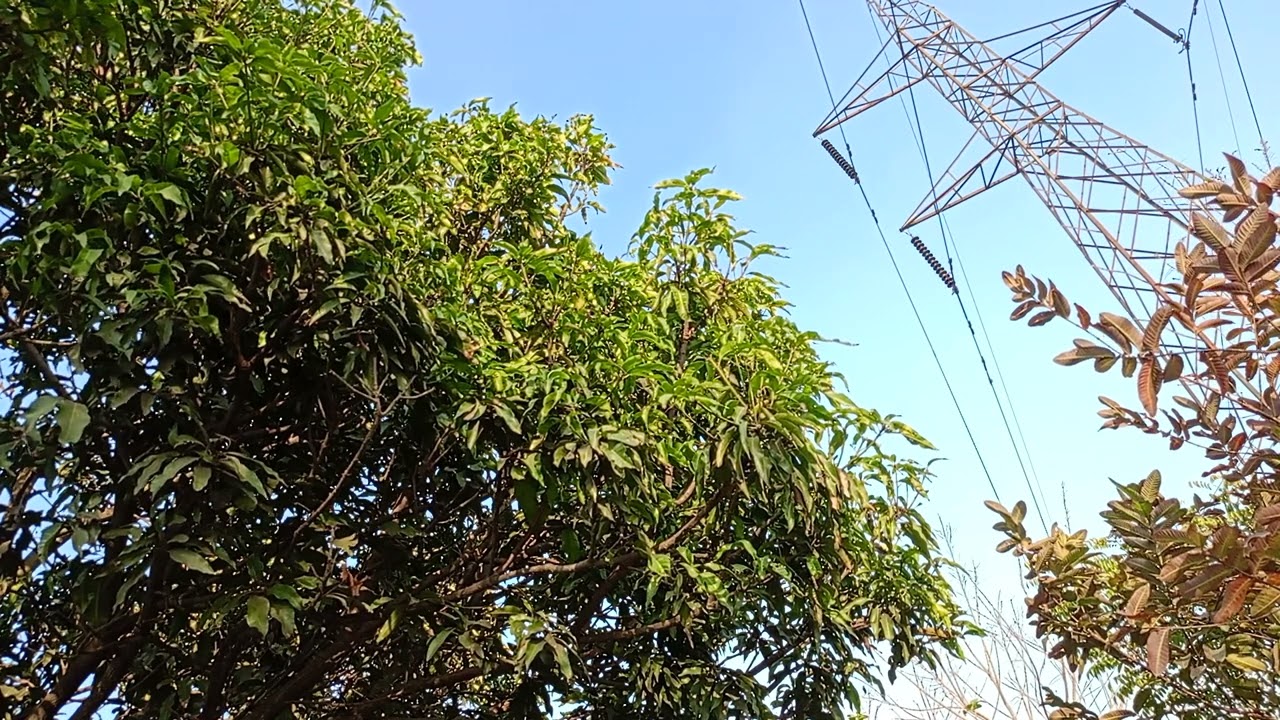 Gentle Wind & Birds Chirping 🌿 | Pure Nature Sounds | Relaxing Tree Ambience
