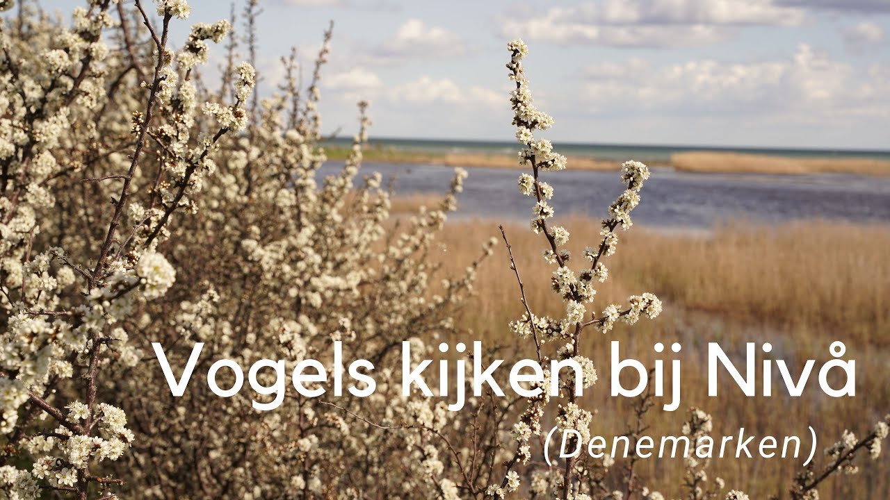 Vogels kijken bij Niv&aring; #848