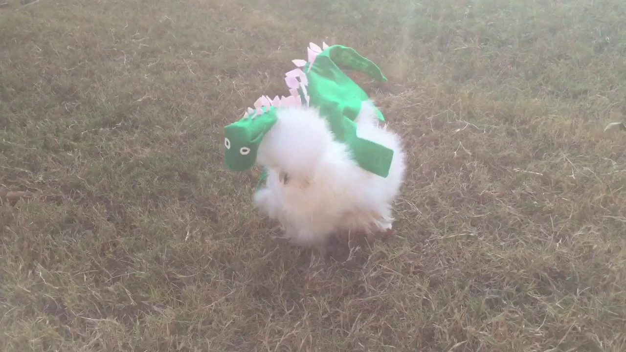Silkie Chicken in a Dinosaur Halloween Costume