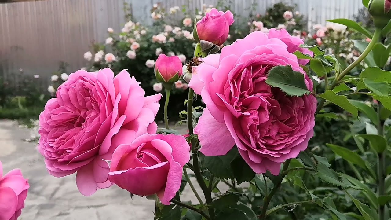 Розы🌹/Ангела/ Бенджамин Бриттен/Братья Гримм/Пр-ца Александра оф Кент/Декор Арлекин/ и др.