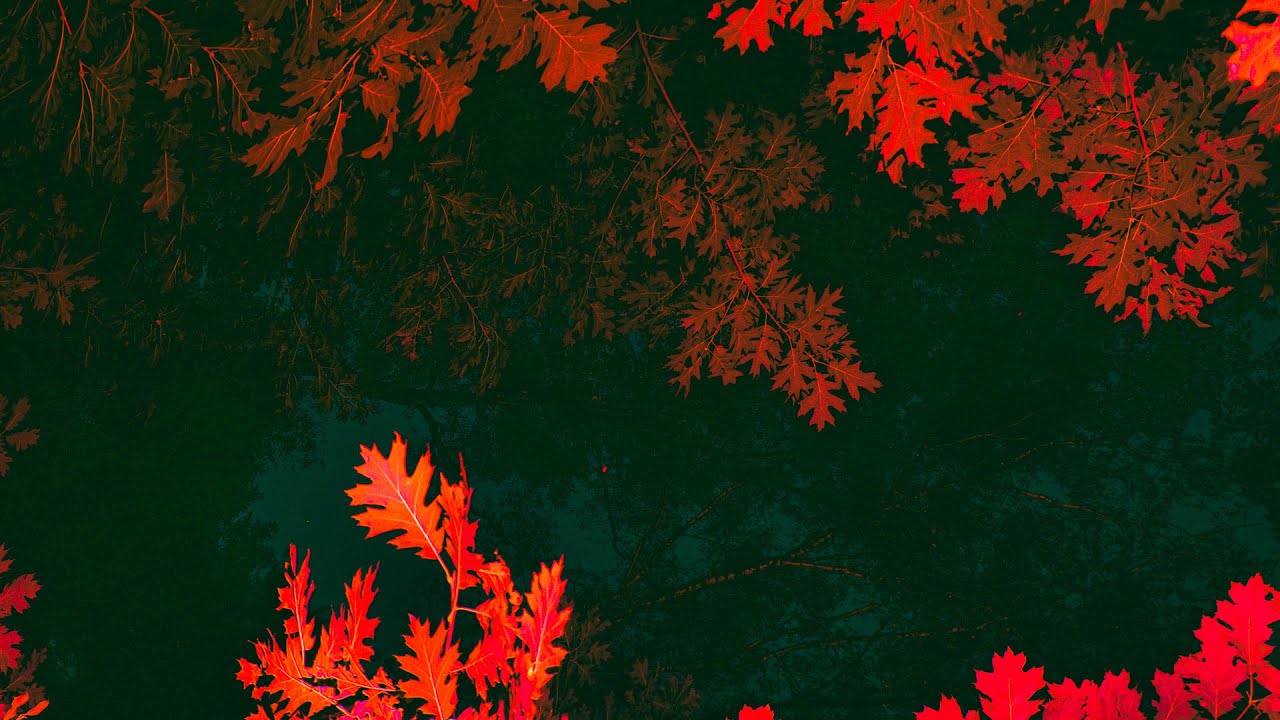 Nightwalker #photography #art #nature #flashphotography