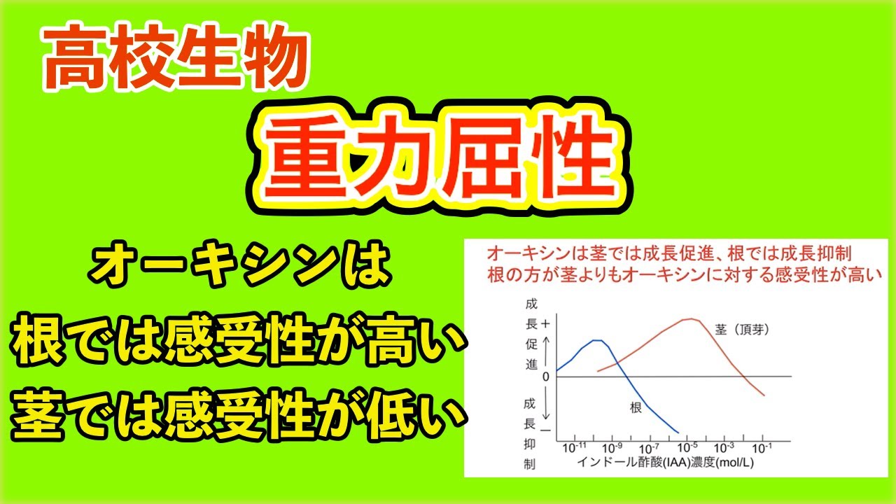 高校生物「重力屈性」