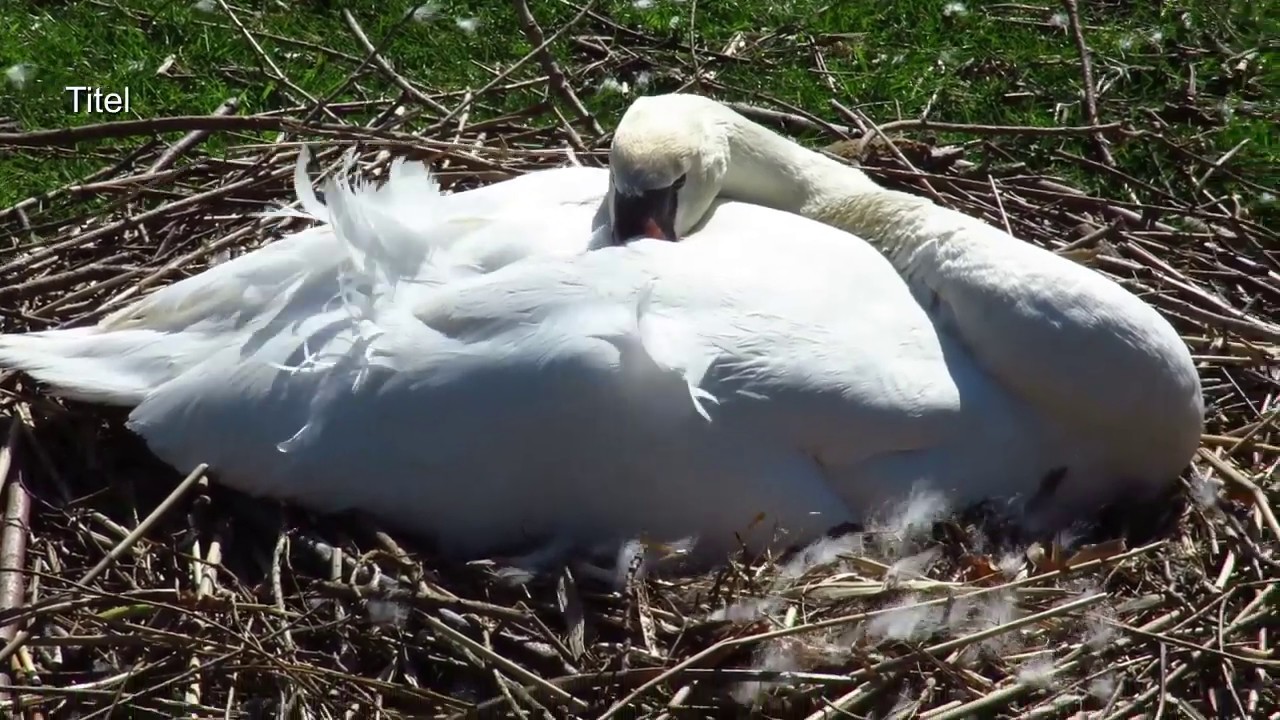 April 2020 Zwarte Zwanen Witte Zwanen Jonge Zwanen