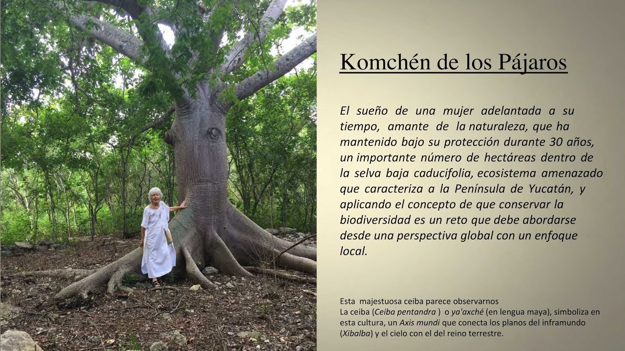 Komch&eacute;n de los P&aacute;jaros