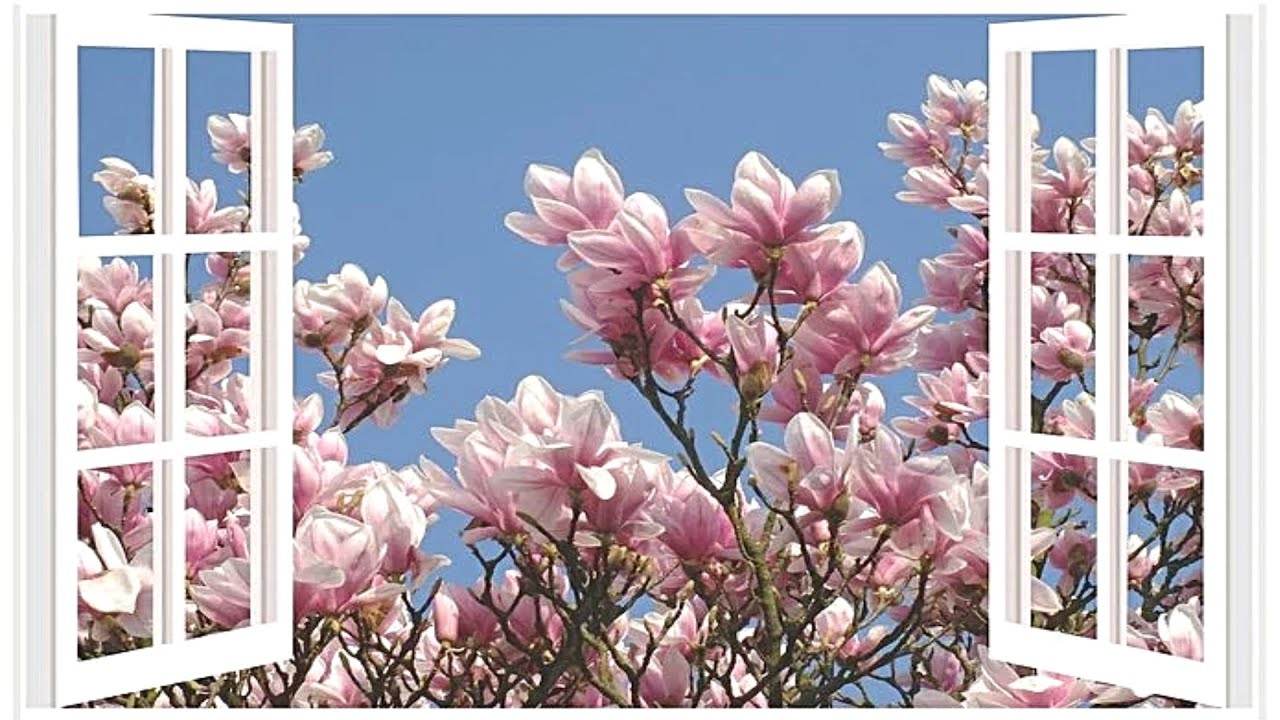 🌷♡🌸 Immer wieder kommt ein neuer Frühling 🌸♡🌷