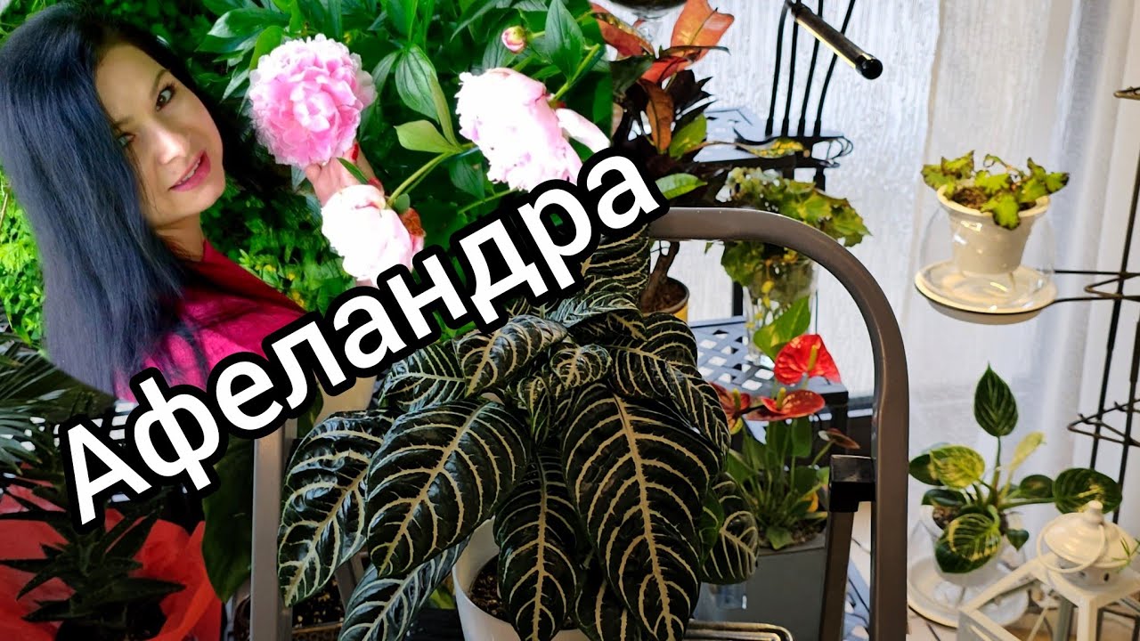 АФЕЛАНДРА КОМНАТНЫЕ РАСТЕНИЯ #обзор #nature #цветы #влог #растения #