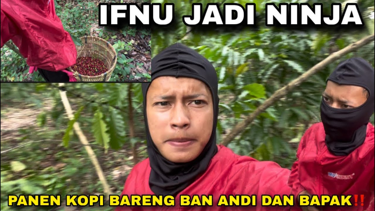 PANEN KOPI DI KEBON ALM