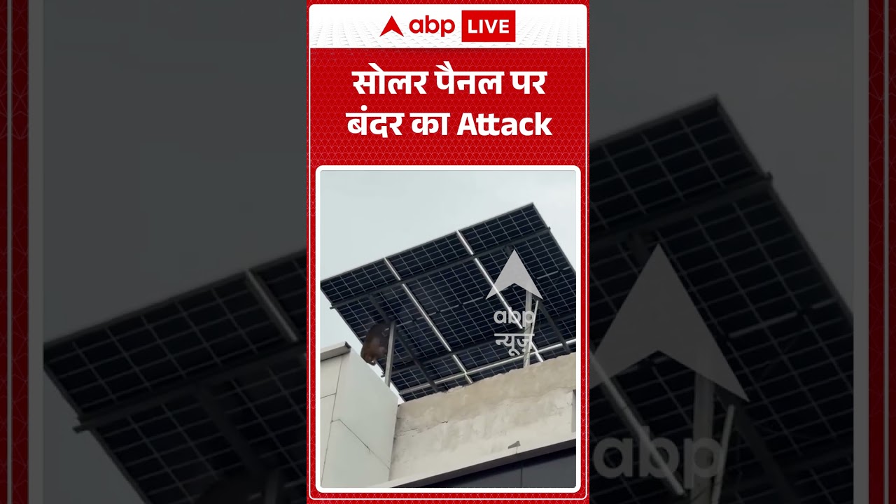 Viral Shorts: सोलर पैनल पर बंदर का Attack | #ytshorts #abpnews #viralnews #monkey