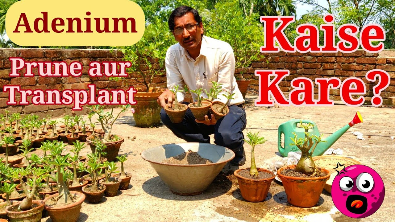 एडेनियम  की प्रुनिंग कैसे करें ? How to Prune Adenium !
