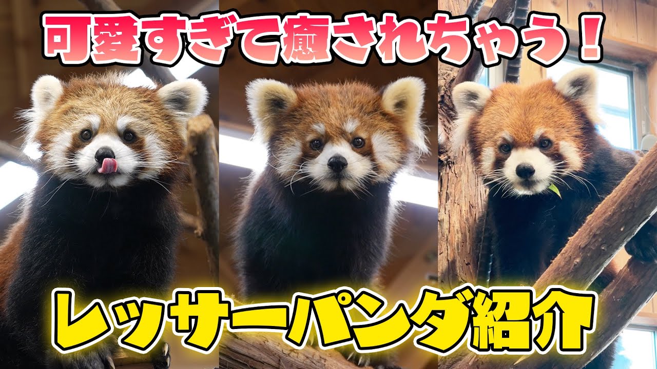 かわいさNo.1♡伊豆シャボテン動物公園のアイドル！【レッサーパンダ】