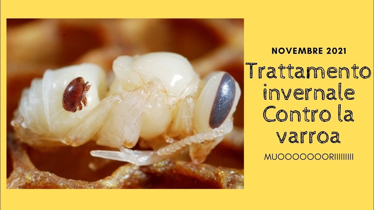 Trattamento invernale contro la varroa - Novembre 2021
