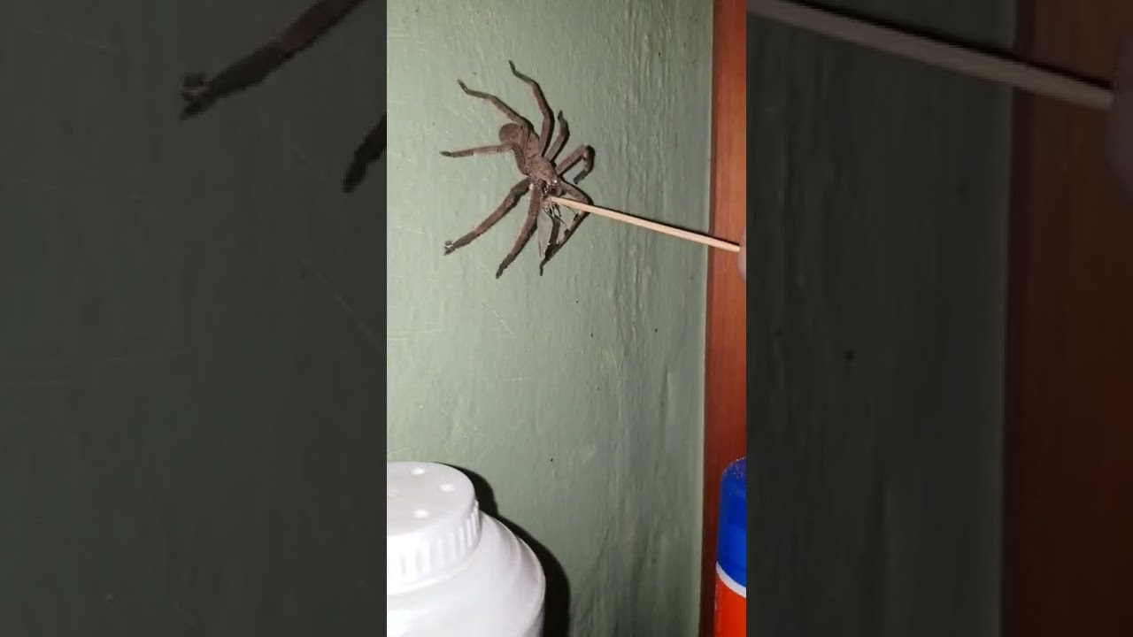 Feeding a moth to a Rain spider.