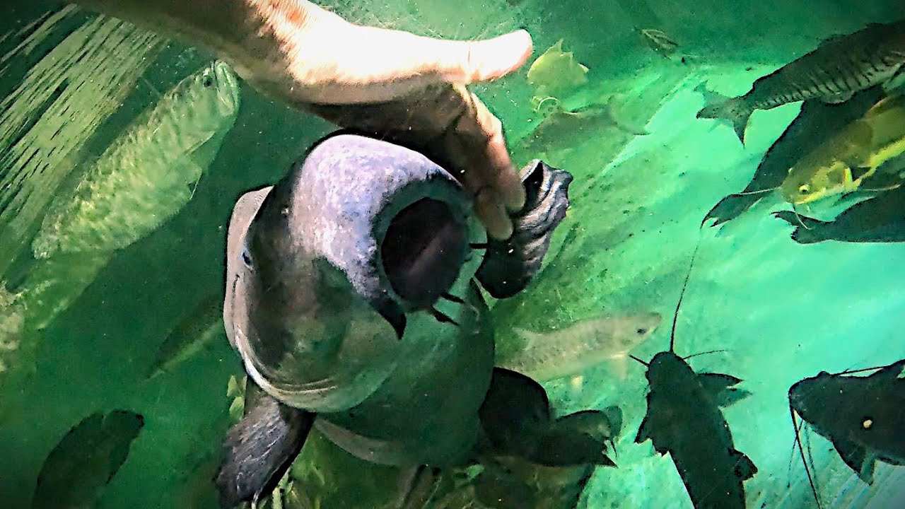 Our oldest fish 35yo 3.5ft Gillian the ripsaw catfish. Hand-feeding. Two other ripsaws.