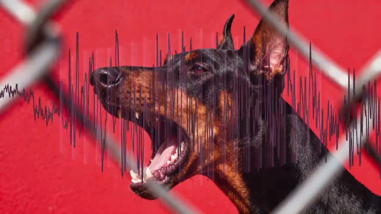 woof | Kabza De Small x Tyler ICU x Black Coffee Type Beat – Amapiano / House