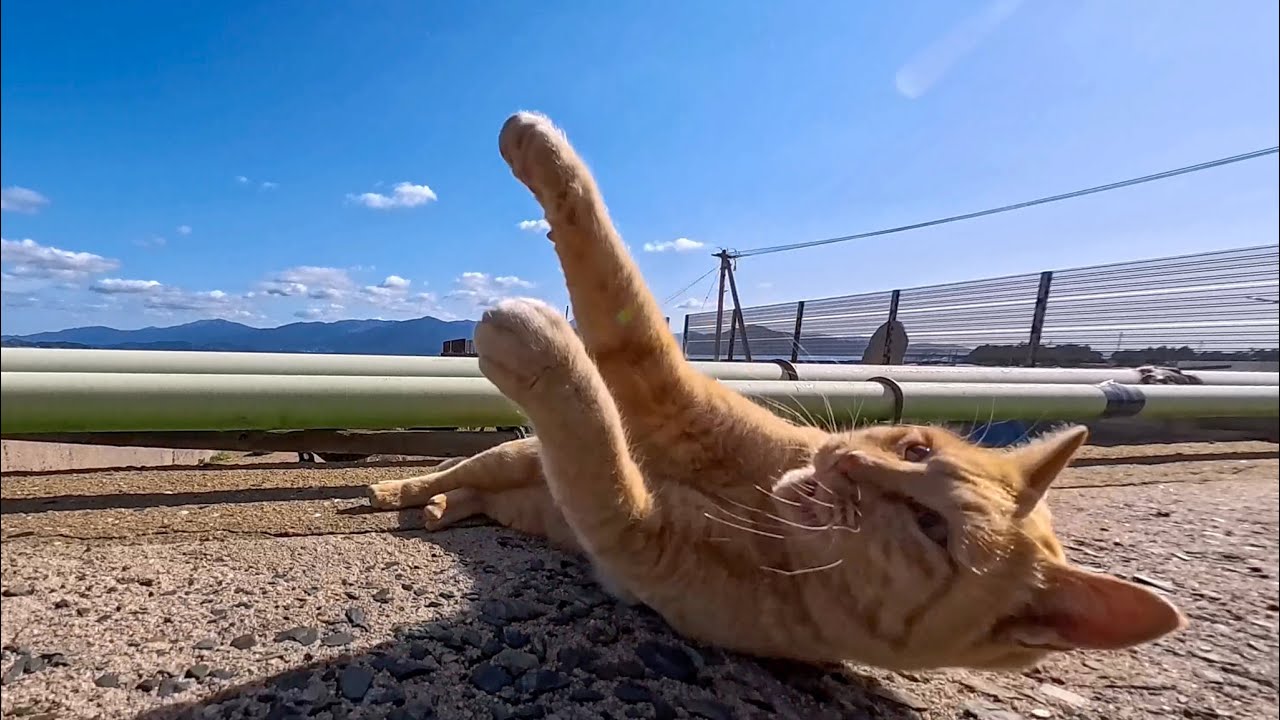 防波堤を歩くだけで猫が次々ゴロン！可愛さが渋滞していた