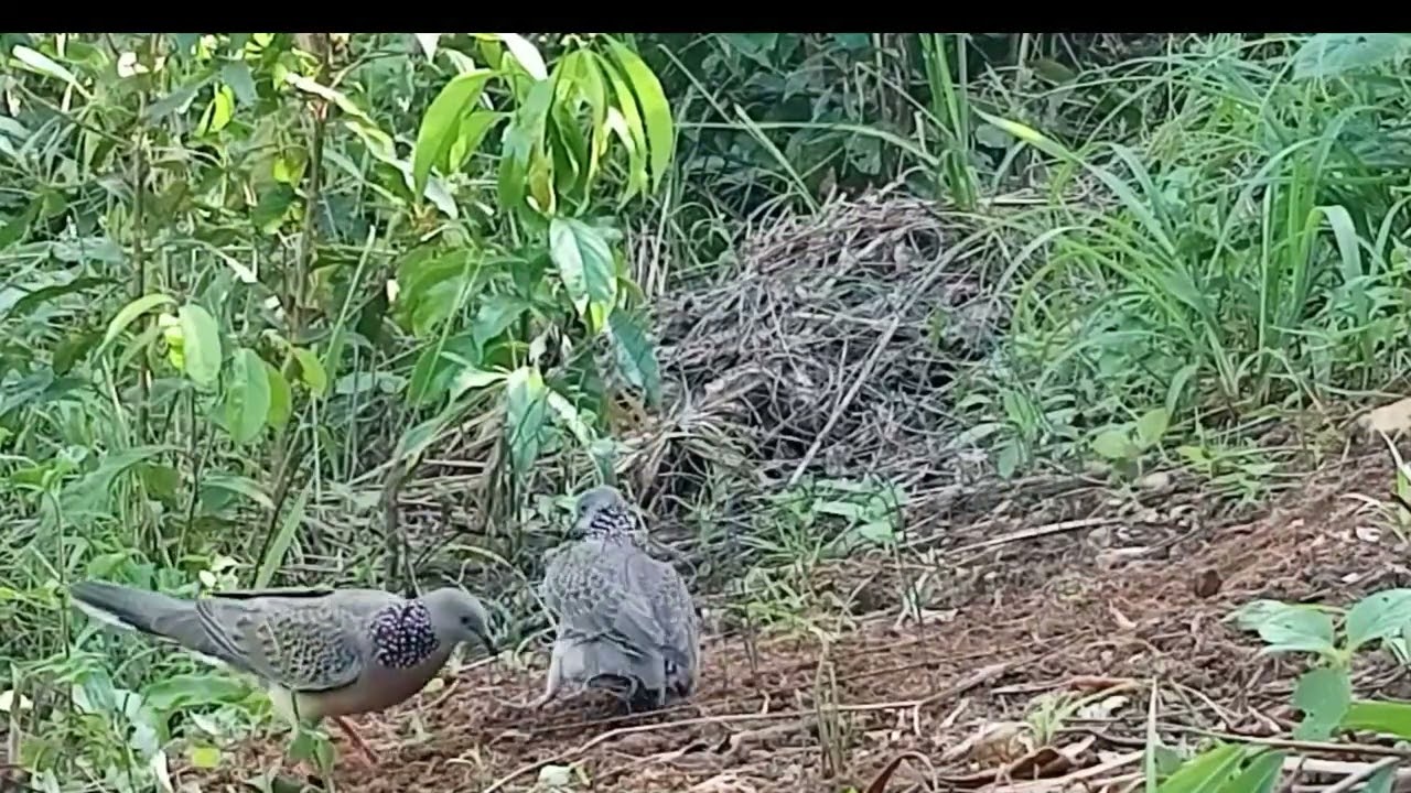 Купите большой и хорошо звучащий комплект. Приятного просмотра.