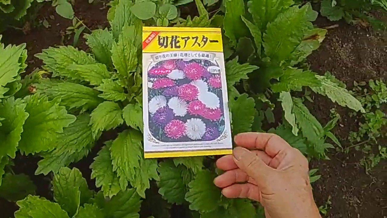 アスターの、摘芯で豪華な花に！