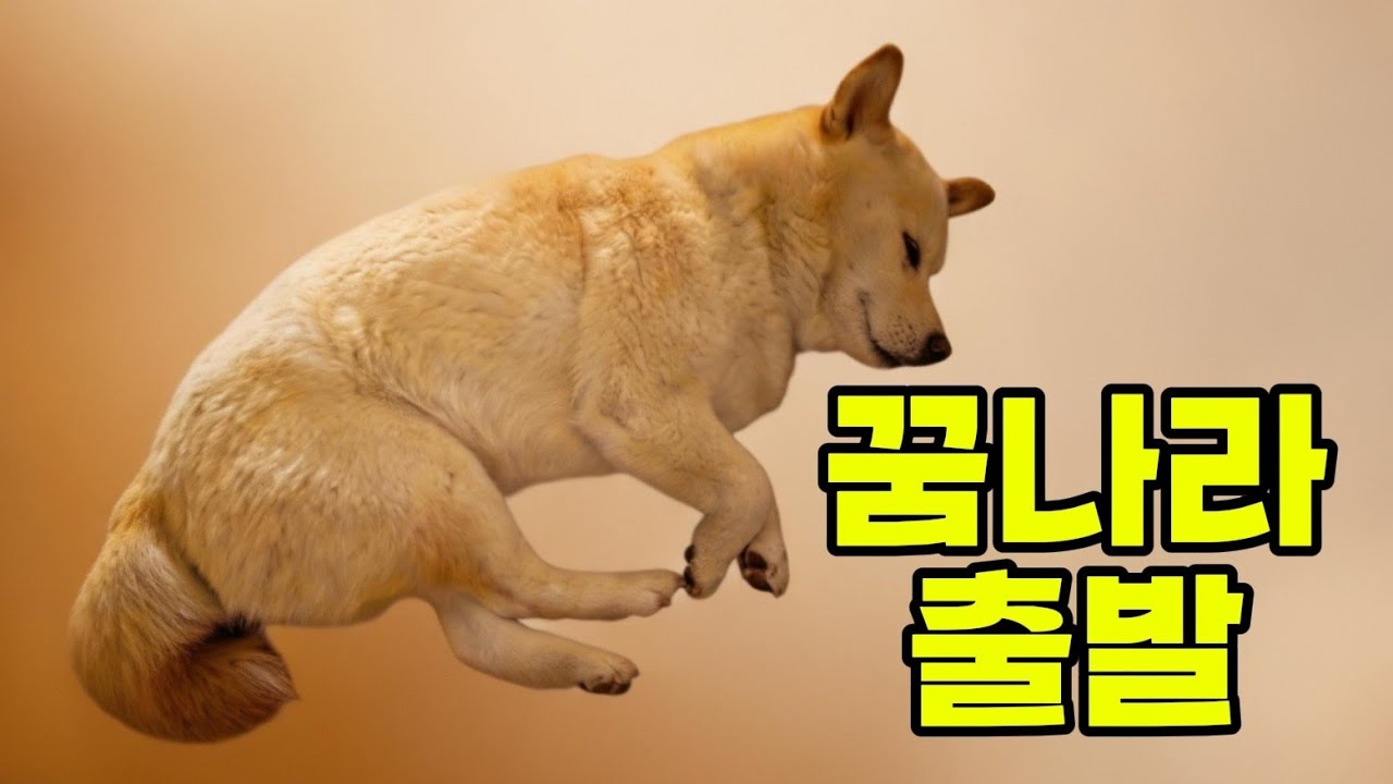 편안한 마음을 위한 힐링 영상, 강아지 꿀잠💤