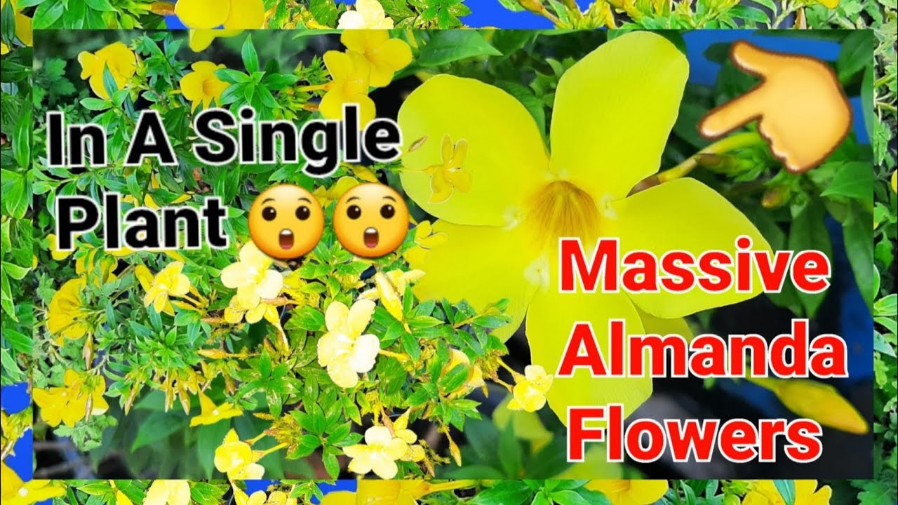 Massive flowers 😲 bloomed in a single tiny Almanda plant, planted in a small bucket #garden #almanda